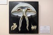 musee des ecorches de anatomie neubourg 10-2021 0441